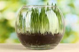 1 product name+ price : Types Of Indoor Grass What S The Best Grass For Growing Indoors