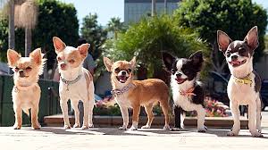 What Is The Ideal Weight For A Chihuahua Famous Chihuahua