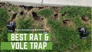 best rat and vole traps review tgr
