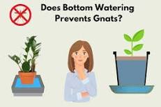 does-bottom-watering-stop-gnats