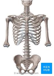 With this video you can see the parts of the skeletal system and muscular. Bones Anatomy Function Types And Clinical Aspects Kenhub