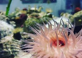 sea anemones s discover