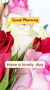 good morning rose images pics haven