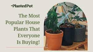 Popular House Plants The Perfect