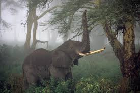 African Elephant Numbers Plummet 30 Percent Great Elephant