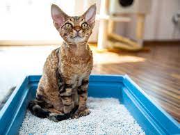 Where To Put A Cat Litter Box In Your