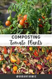 can you compost tomato plants urban