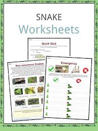 Download The Snake Facts Worksheets Printable Reptiles Worksheet