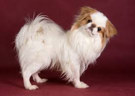 small dog breeds that don t shed or bark