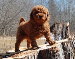 toy poodle dog breeders puppies in