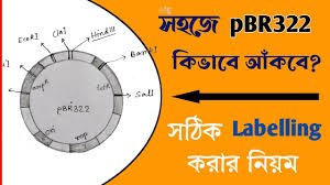 pbr322 plasmid vector in bengali how