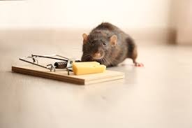 Rats Worse Than Mice Rodent Control