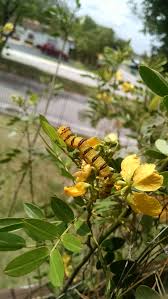 Id Please Caterpillar In South Florida Host Plant Senna