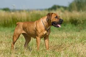 Its head appears blocky with a short length between the stop and nose. Boerboel Dog Breed Information