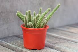 Online shopping a variety of best cactus plants at dhgate.com. Peanut Cactus Echinopsis Chamaecereus Buy Cactus Plant Online India Gardening Store