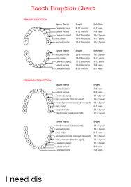 Tooth Eruption Chart Primary Dentition Upper Teeth Erupt
