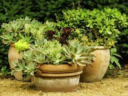 34 shade loving container plants