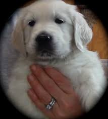 Golden retriever puppies are adorable and if you are buying one of your own, sometimes making a choice can be difficult. European Golden Retriever Pups For Sale White Golden Retriever Puppies For Sale