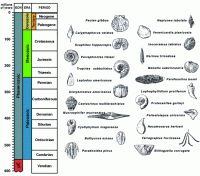 Index Fossil Dating Chart