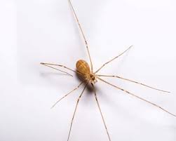 Get Rid Of Basement Spiders Green