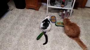 Add water to the dry food: People Are Scaring Their Cats With Cucumbers They Shouldn T