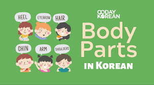 body parts in korean learn the terms