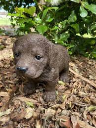 Chocolate Labrador Dog Puppy Animal