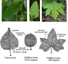 leaf its characteristics functions