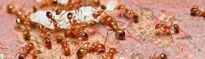 treating fire ants in your home yard