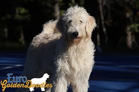 Gana is an organization for goldendoodle enthusiasts, both breeders and pet owners. Information About The English Teddybear Goldendoodle Breed