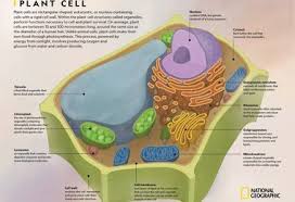 Student exploration cell structure activity a answer key. Cell Explorers National Geographic Society