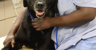 You care about your companion animal and you want to find him or her a good home. Shelter Veterinary Medicine Aspcapro