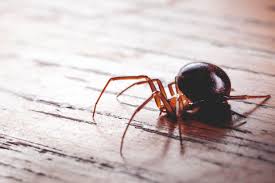 are false widow spiders a danger to