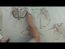 But rather me trying to get where all th. Anatomy For Artists The Torso Front Pectorals Youtube