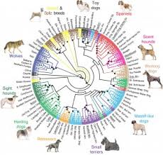 Alphabetical List Of Dog Breeds And Dog Breed Evolution Chart