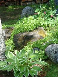 Rock Garden Plants Sedum Garden