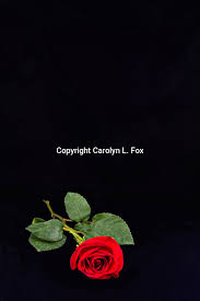 red rose carolyn fox foxden images