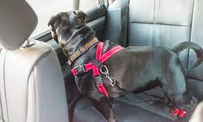 Are Dog Seat Belts Safe Canna Pet