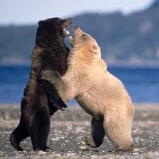 Image result for fight between a polar bear and a lion
