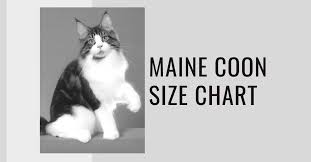 maine size chart bigger is not
