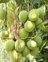 mango greenverz