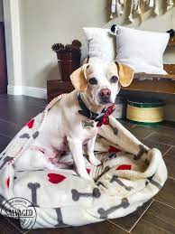 Diy Dog Bed With Blanket Burrow