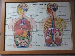Vintage French School Poster Human Body Organs Muscle