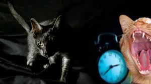 One of the most regular complaints from cat owners, is of their cat's loud 'crying' in the middle of the night. Kittens Meowing At Night