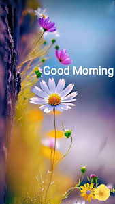good morning flowers sharechat photos