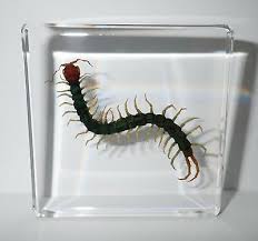 red headed centipede in 75x75x10 mm