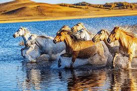 running horses picture background