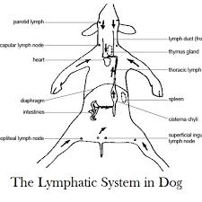 i am your dog s lymph nodes dog