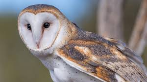 Barred owl, hoot owl, northern barred owl, swamp owl, striped owl, eight barn owl. Beautiful Barn Owl Owls