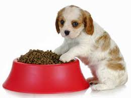 Puppy Feeding Guidelines